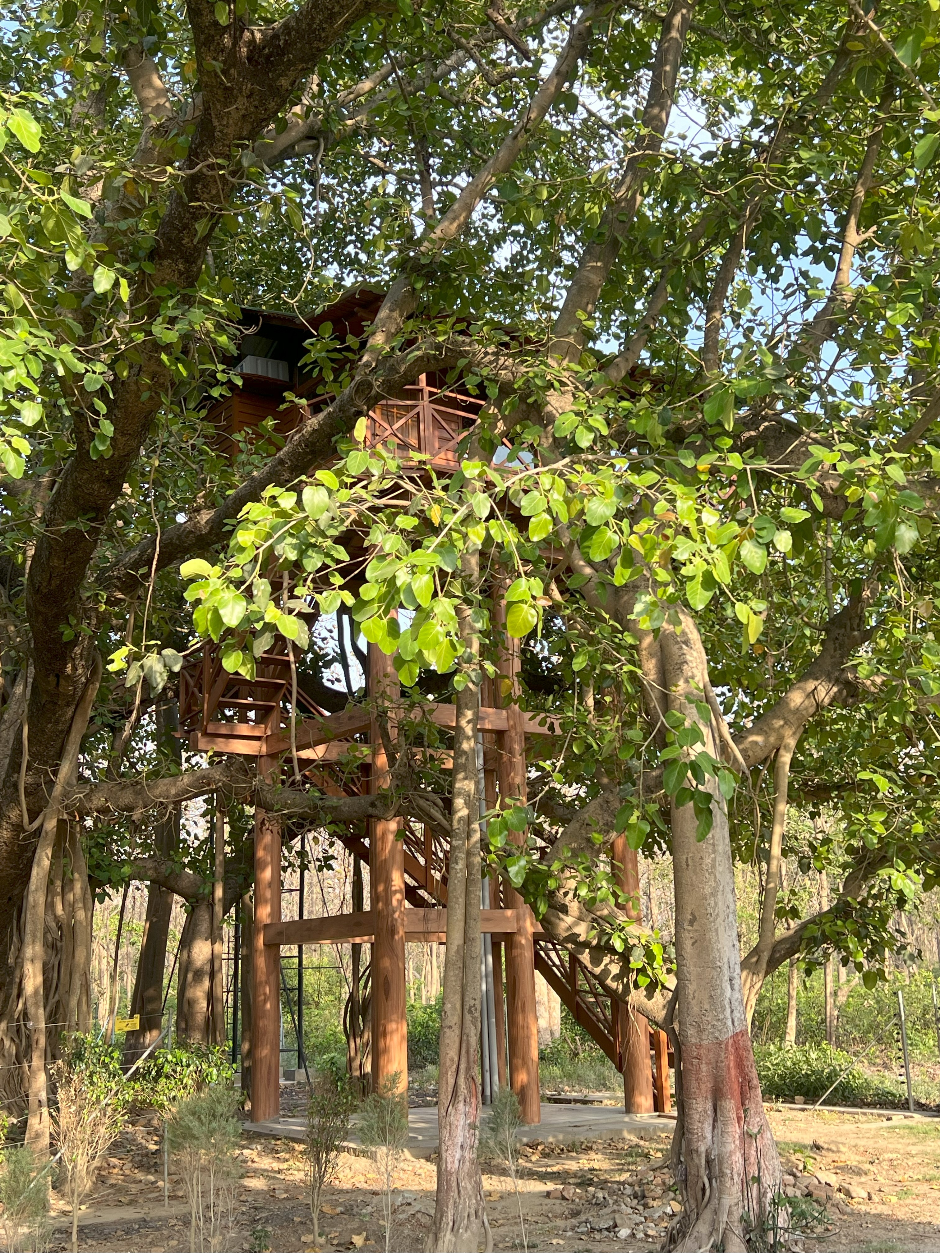 Tree Top Hideaway